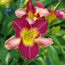 Hemerocallis Old King Cole